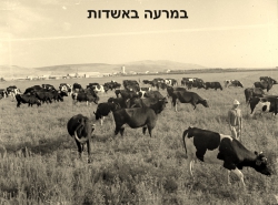 פרות במרעה באשדות יעקב הצעירה. התמונה מהארכיון