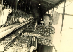 חנה שור ז"ל באיסוף ביצים. התמונה מהארכיון
